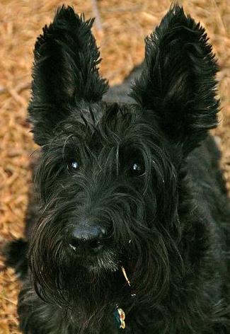 Scotch Terrier